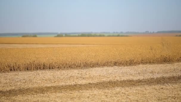 Planta de soja en el campo lista para la cosecha después de la sequía — Vídeo de stock