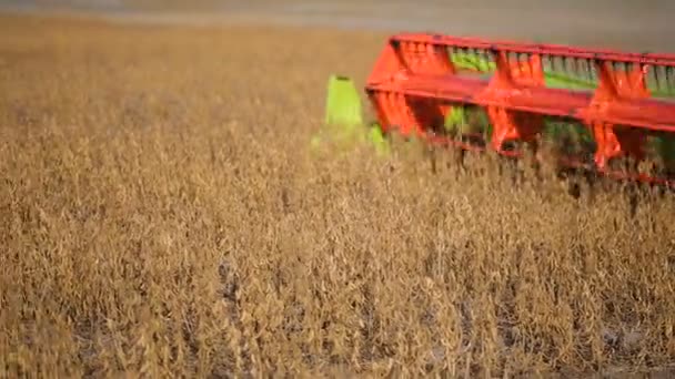 Combine harvester collects soybean — Stock Video