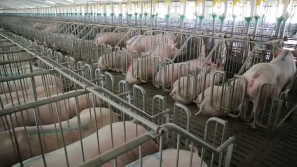 Ferme porcine avec de nombreux porcs — Video