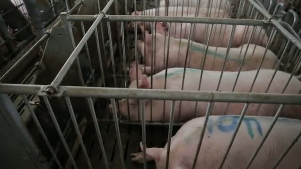 Свиньи на ферме. Свиньи и поросята за решеткой. Розовые свиньи в клетке. Органическое земледелие — стоковое видео