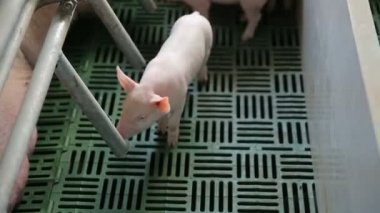 Çiftlik hayvanı çiftliğinde küçük pembe domuzcuklar. Domuz yetiştiriciliği