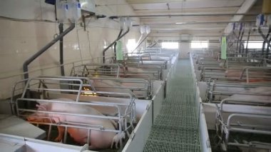 Domuz yavruları bir endüstriyel domuz çiftliğinde