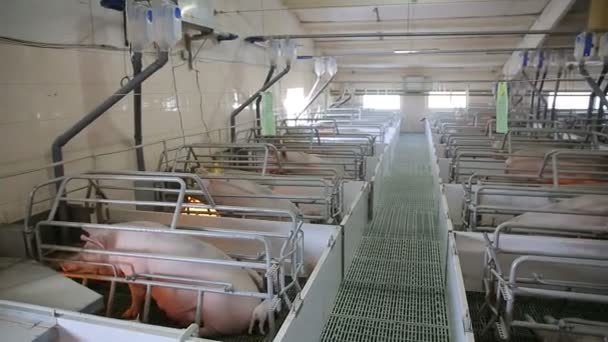 Piglets on an industrial pig farm — Stock Video