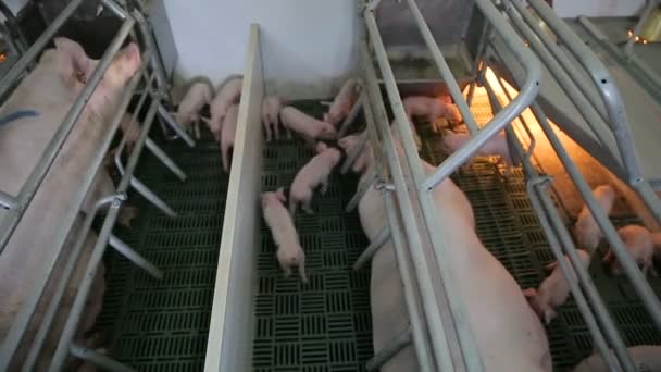 Lechones en una moderna granja industrial de cerdos — Vídeo de stock