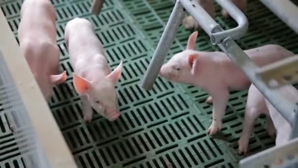 Pink piglets in pig farm — Stock Video