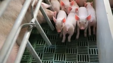 Çiftlik bir pigpen genç sağlıklı domuz grubu. Kavram: ekoloji, hayvancılık, tarım, biyo, beslenme.