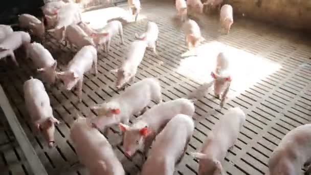 Рожеві поросята на свинофермі — стокове відео