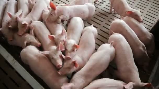 Хрюни на современной промышленной свиноферме — стоковое видео