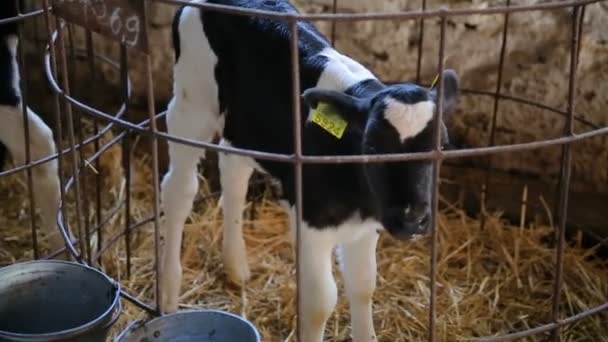 Bezerro bonito em um galpão de fazenda. Vaca bebé a alimentar-se na quinta. Um galpão de quinta moderno. Bezerros num estábulo. Indústria agrícola . — Vídeo de Stock