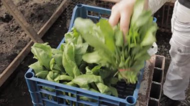 Bir demet taze taze maydanoz ve kuş sürüsü. Erkek elleri sepete yeşil maydanoz ve kuş sürüsü koyuyor. Serada farklı otlar hasat ediliyor.