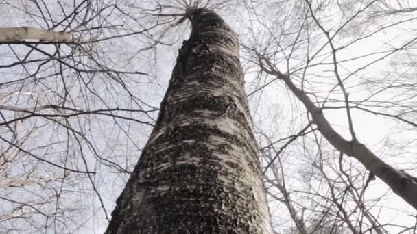 森の自然を背景に1つの孤独な白樺の木の下のビュー。早春の生態災害後の森の木 — ストック動画