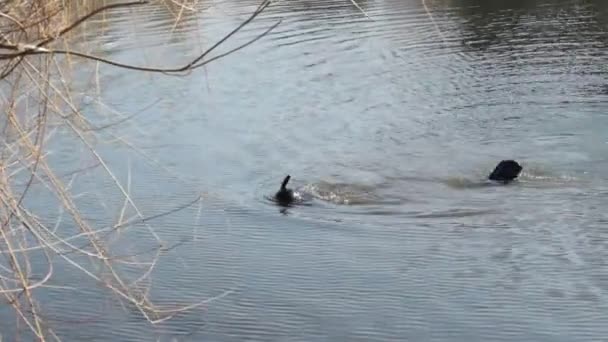 Duiker in een klein meer op zoek naar bewijs na de misdaad gisteravond. Duik in een ondiepe rivier. Misdaad en bewijsvoering — Stockvideo