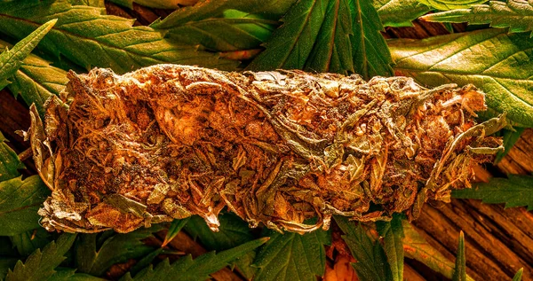 Kurutulmuş kenevir yapraklarını kapat.