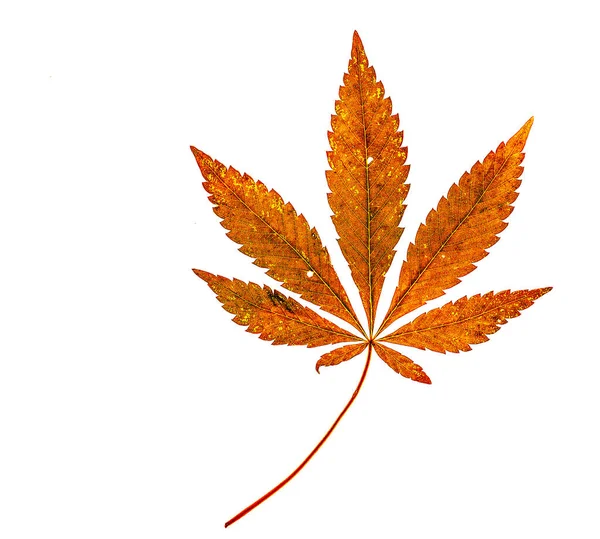 kuru turuncu büyük kenevir yaprağı beyaz üzerine uzun bacak