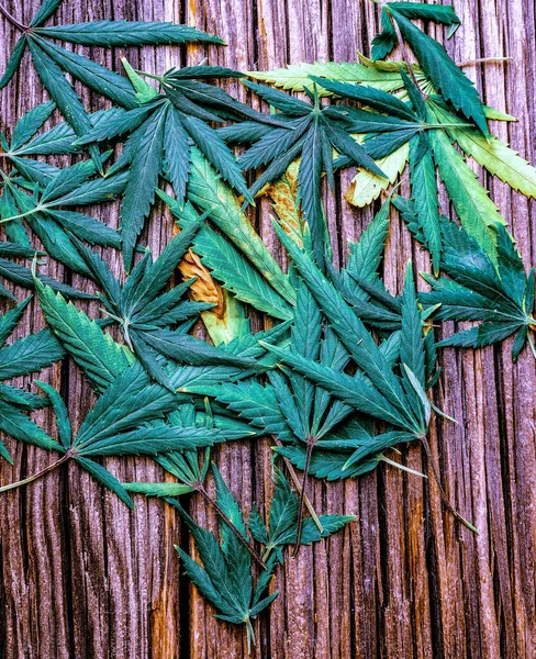 Bir sürü taze yeşil keneviri olan büyük ahşap masa.