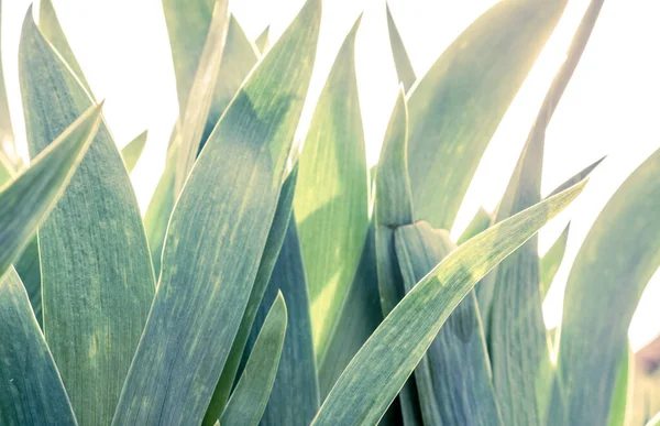 Yeşil canlı çiçek desenleri. Çiçek arkaplanı.