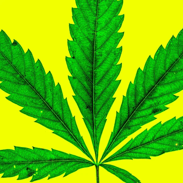 Sarı arka planda büyük tek marihuana bitkisi