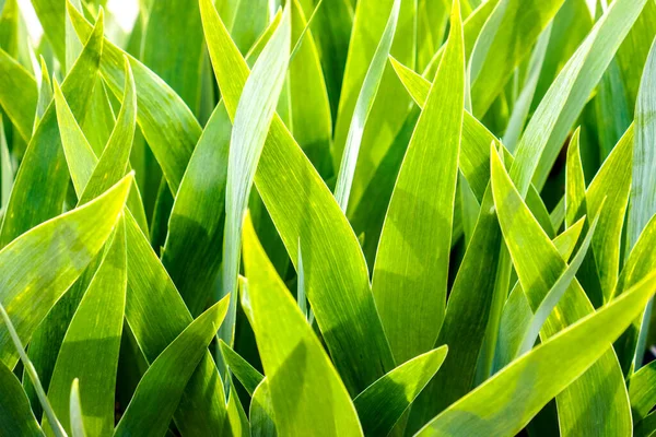 Lahana yaprakları. Çiçek desenleri. Çiçekli çimen arka planı.