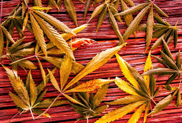 Eski ahşap masanın üzerinde bir sürü taze kenevir yaprağı vardı.