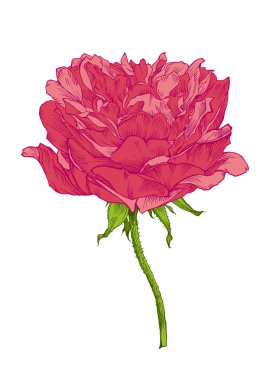 Rose Flower el yazısıyla vektör çizim