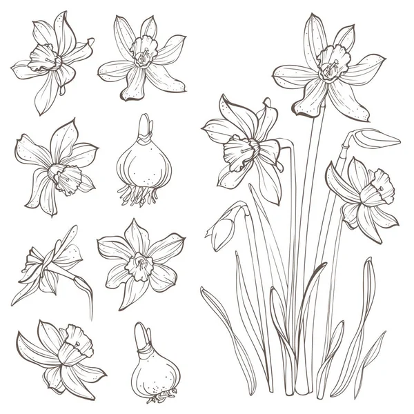 Fleurs Jonquille Isolées Sur Fond Blanc Illustrations Dessinées Main — Image vectorielle