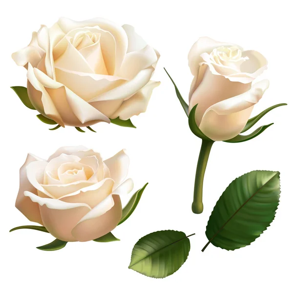 Rosas Blancas Realistas Aisladas Sobre Fondo Blanco — Vector de stock