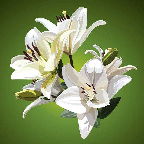 Flores Brancas Lily Madonna Lily Ilustração Sobre Fundo Verde — Vetor de Stock