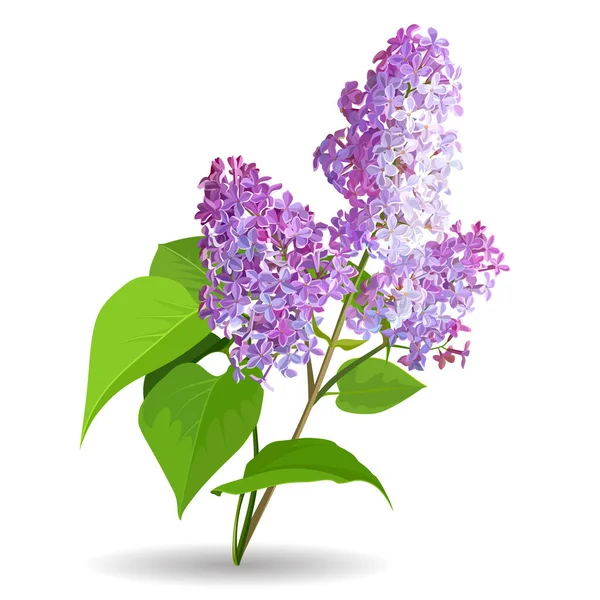 Spring Flowers Lilac Isolated White Background — Stock Vector