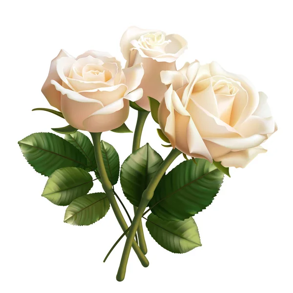 Реалистичные Белые Розы Изолированы Белом Фоне — стоковый вектор