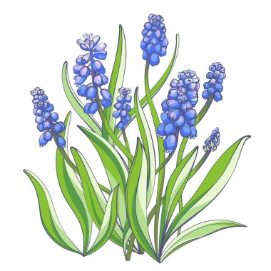 Muscari - bahar çiçekleri, beyaz arka planda izole edilmiş. El çizimi çizimler.