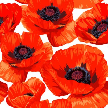 Beyaz arka planda izole edilmiş kırmızı Poppy (Papaver rhoeas) çiçekleri ile pürüzsüz desen. İlkbahar illüstrasyonu.