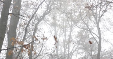 Yoğun sabah sisinde çıplak ağaçlar ve portakal yapraklarıyla sonbahar ormanı manzarası, doğa tasarımı için rüya gibi mevsimsel arka plan, sakin hava konsepti, mevsimsel değişim ve atmosfer havası