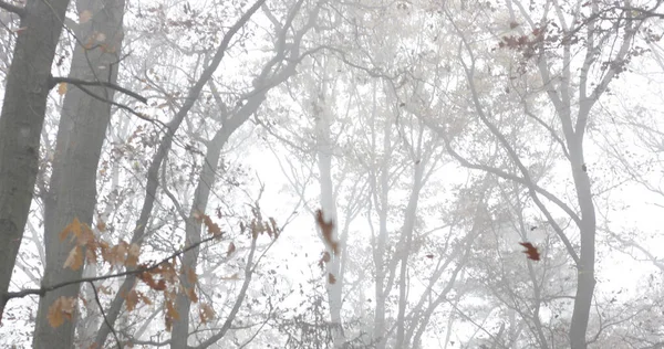 Yoğun sabah sisinde çıplak ağaçlar ve portakal yapraklarıyla sonbahar ormanı manzarası, doğa tasarımı için rüya gibi mevsimsel arka plan, sakin hava konsepti, mevsimsel değişim ve atmosfer havası