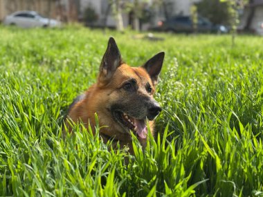 Yeşil çimlerde Alman çoban köpeğinin ağzını kapat.           