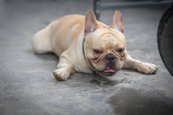 Joven Bulldog Francés Está Durmiendo Jugando Suelo — Foto de Stock