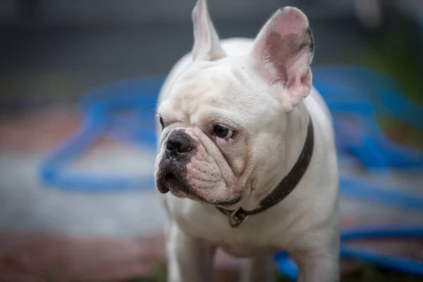 Jovem Bulldog Francês Está Dormindo Brincando Chão — Fotografia de Stock