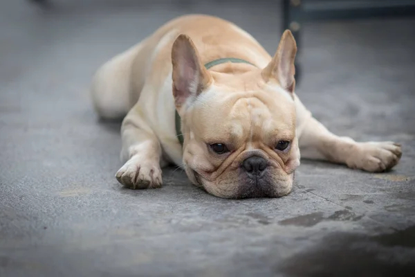 Jovem Bulldog Francês Está Dormindo Brincando Chão — Fotografia de Stock