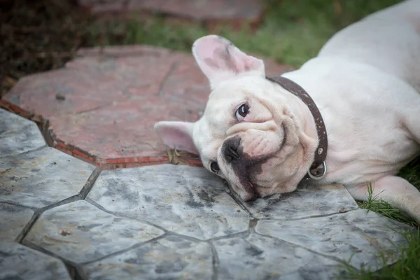 Joven Bulldog Francés Está Durmiendo Jugando Suelo — Foto de Stock