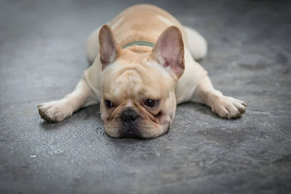 Jovem Bulldog Francês Está Dormindo Brincando Chão — Fotografia de Stock