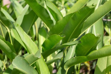 Muz yaprak doku arka planını kapandı.