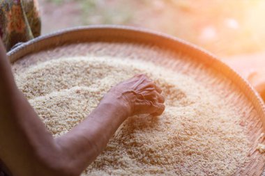 Yaşlı kadın kontrolden pirinç tohumu seçme.