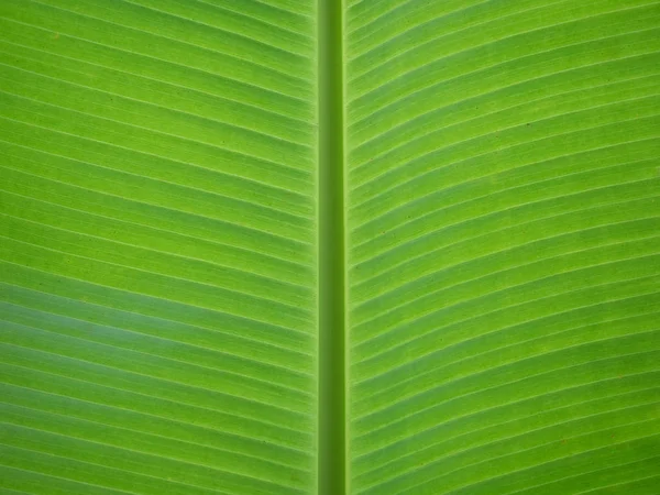 Geschlossen Von Bananenblatt Textur Hintergrund — Stockfoto