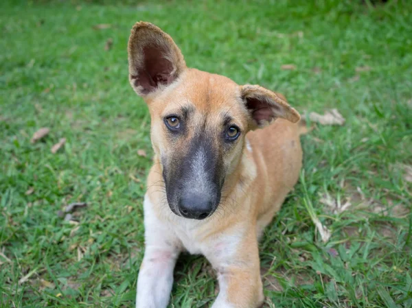 Hagyományos Dog Thaiföldi Nézi Kamerát — Stock Fotó