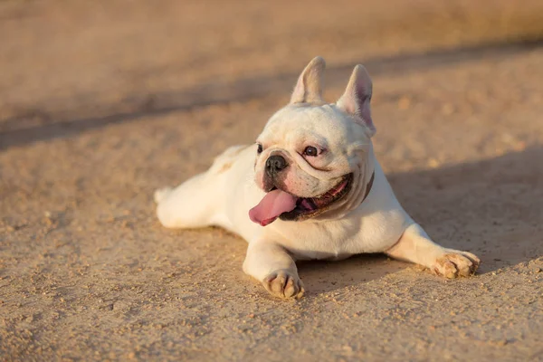 Fiatal Francia Bulldog Alszik Játszik Földön — Stock Fotó