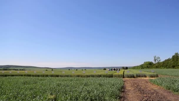 Wetenschappers zijn het testen van het effect van ziekten op rogge en tarwe — Stockvideo