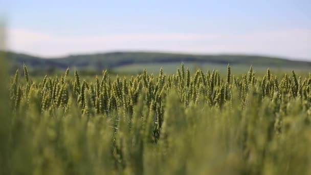 Primer plano de centeno verde. Orejas balanceándose en el viento. Contexto — Vídeos de Stock