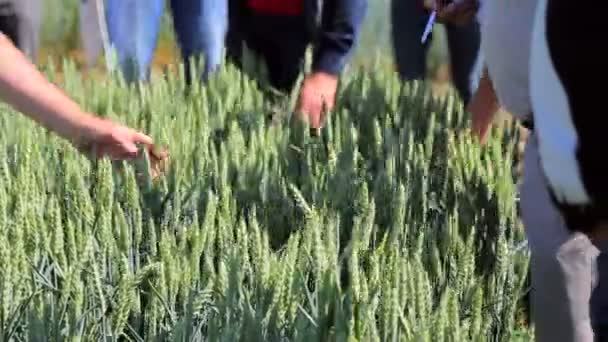 科学者のグループは、試験地において小麦品種の成長を勉強しています。小麦品種の農業研究 — ストック動画