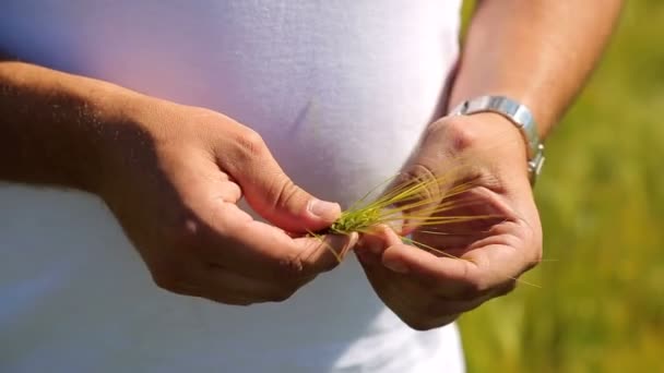 Landwirt auf einem Feld, die Ernte in den Händen haltend und prüfend. landwirtschaftliche Forschung an Weizensorten — Stockvideo
