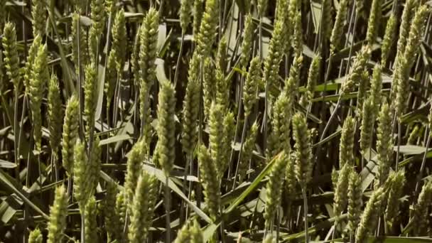 Antecedentes Primer plano de centeno verde. Orejas balanceándose en el viento . — Vídeo de stock