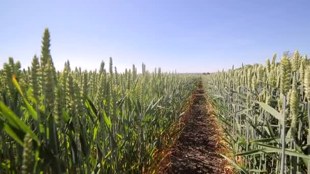 Achtergrond of textuur. Steek zaad van rassen voor tarwe. Groene rogge close-up. Oren swingen in de wind. — Stockvideo